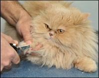 Cat nail clipping service